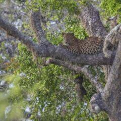 Отель Wild Trails Yala Tented Safari Camp фото 8