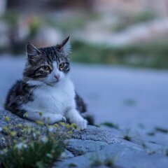 Pelin Pansiyon Турция, Гёреме - отзывы, цены и фото номеров - забронировать отель Pelin Pansiyon онлайн с домашними животными
