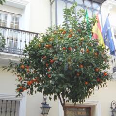 Отель Hostal Roma фото 2