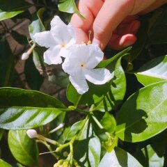Отель Countryside Garden Homestay Хойан фото 7