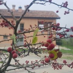 Отель Agriturismo Ben Ti Voglio Италия, Болонья - отзывы, цены и фото номеров - забронировать отель Agriturismo Ben Ti Voglio онлайн пляж