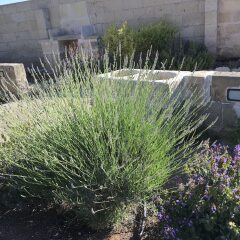 Отель Masseria Asteri Resort Италия, Канноле - отзывы, цены и фото номеров - забронировать отель Masseria Asteri Resort онлайн фото 9