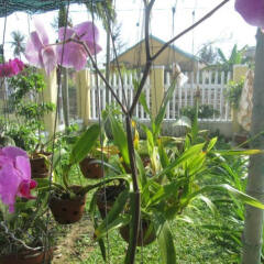 Отель Thuan Phong Homestay