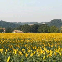 Отель Agriturismo Azienda Agricola Alfieri Озимо приотельная территория