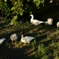 Отель Agriturismo Dartora Италия, Доло - отзывы, цены и фото номеров - забронировать отель Agriturismo Dartora онлайн помещение для мероприятий