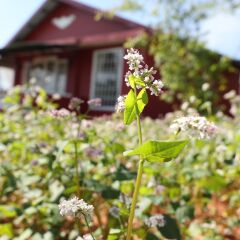 Отель Sol House Dalat Homestay Далат помещение для мероприятий