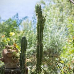 Отель Faralya Botanica Фаралья фото 4