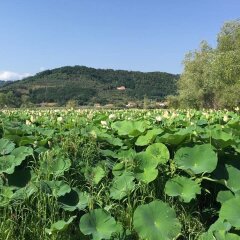 Отель Cecco di Nara Массароза фото 5
