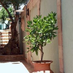 Отель B&B Villa Cristina Джардини Наксос