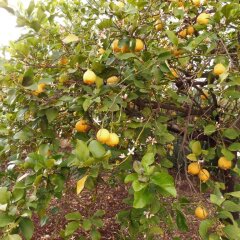 Отель Agriturismo Limoneto Сиракуза фото 2