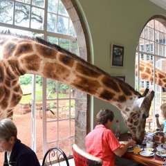 Red Buffalo House Hotel in Nairobi, Kenya from 16$, photos, reviews - zenhotels.com entertainment photo 2