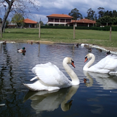 Отель Quinta De Santa Comba фото 3