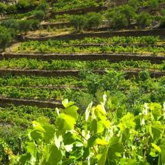 Отель Rural Quinta Do Silval Алижо приотельная территория