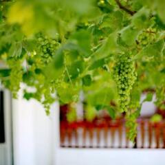 Sulo Pansiyon Турция, Патара - отзывы, цены и фото номеров - забронировать отель Sulo Pansiyon онлайн фото 6