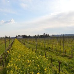 Отель Agriturismo Sol De Montalto Риволи-Веронезе фото 13