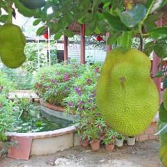Отель Countryside Garden Homestay Хойан фото 15