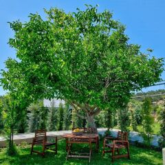 Отель Rhodian Gaea Villa фото 2
