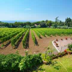 Отель Frascati Country House Италия, Гроттаферрата - отзывы, цены и фото номеров - забронировать отель Frascati Country House онлайн приотельная территория