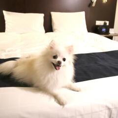 Отель Novotel Ambassador Daegu Южная Корея, Тэгу - отзывы, цены и фото номеров - забронировать отель Novotel Ambassador Daegu онлайн с домашними животными