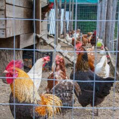 Отель Agriturismo La Casa Del Ghiro Пимонт развлечения