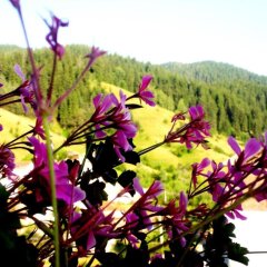 Отель Phoenix Family Hotel Болгария, Чепеларе - отзывы, цены и фото номеров - забронировать отель Phoenix Family Hotel онлайн балкон