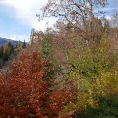 Отель Tree-Tops, Chalet фото 3