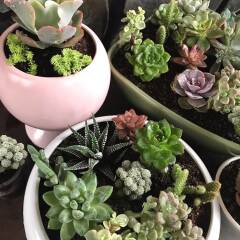 Отель Sen Da Villa - Succulent Villa Далат питание