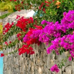Vincci Selección La Plantación del Sur Hotel Адехе