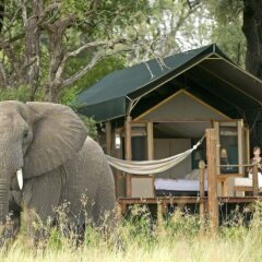 Sanctuary Stanley's Camp in Okavango Delta, Botswana from 101$, photos, reviews - zenhotels.com photo 6
