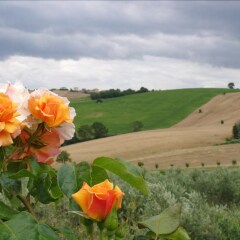 Отель Agriturismo Al Crepuscolo Италия, Реканати - отзывы, цены и фото номеров - забронировать отель Agriturismo Al Crepuscolo онлайн фото 7