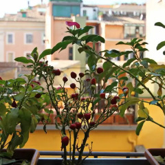 Отель iRooms Campo dei Fiori Италия, Рим - 1 отзыв об отеле, цены и фото номеров - забронировать отель iRooms Campo dei Fiori онлайн
