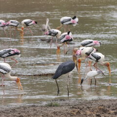 Отель Yala National Park Camping
