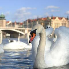 Отель Best Western Amedia Praha пляж