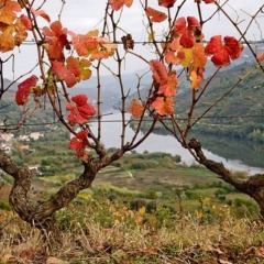 Отель Holiday Villa in Douro Valley