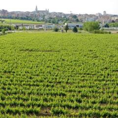 Cava & Hotel Mastinell фото 8