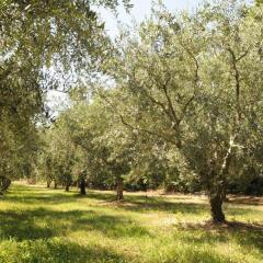 Отель Agriturismo Sol De Montalto Риволи-Веронезе фото 7
