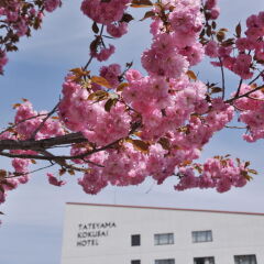 Tateyama Kokusai Hotel Тояма фото 3