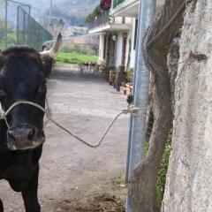 Отель Agriturismo Sentiero Dei Sapori Аджерола с домашними животными