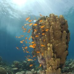 Отель Aqaba Adventure Divers Village фото 3