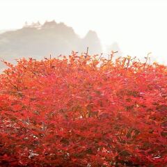 Отель Hatago Sakura Минамиогуни приотельная территория фото 2
