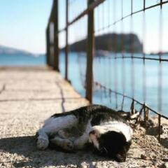 Отель Villa Merci Budva Черногория, Будва - отзывы, цены и фото номеров - забронировать отель Villa Merci Budva онлайн с домашними животными