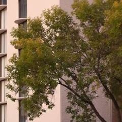 Отель Embassy Suites Bloomington Блумингтон фото 2