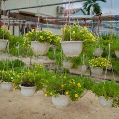 Гостевой Дом Petunia Garden Homestay пляж
