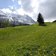 Отель Aspen Alpine Lifestyle Hotel Швейцария, Гриндельвальд - отзывы, цены и фото номеров - забронировать отель Aspen Alpine Lifestyle Hotel онлайн приотельная территория фото 2