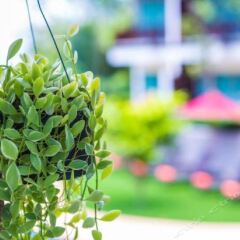 Курортный отель Crystal Wild Panwa Phuket пляж Панва фото 2