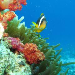Отель Red Sea Dive Center фото 2