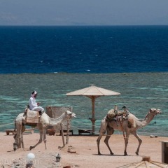 Отель Daniela Village Dahab с домашними животными