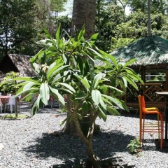 Отель Bamboo Rooms & Cottages by Dang Maria BB Филиппины, Пуэрто-Принцеса - отзывы, цены и фото номеров - забронировать отель Bamboo Rooms & Cottages by Dang Maria BB онлайн пляж