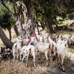 Отель Iki Ev Sigacik пляж фото 2
