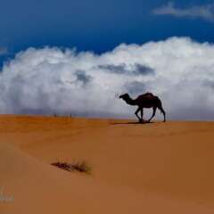Отель Etoile Sahara Camp Марокко, Мерзуга - отзывы, цены и фото номеров - забронировать отель Etoile Sahara Camp онлайн фото 3